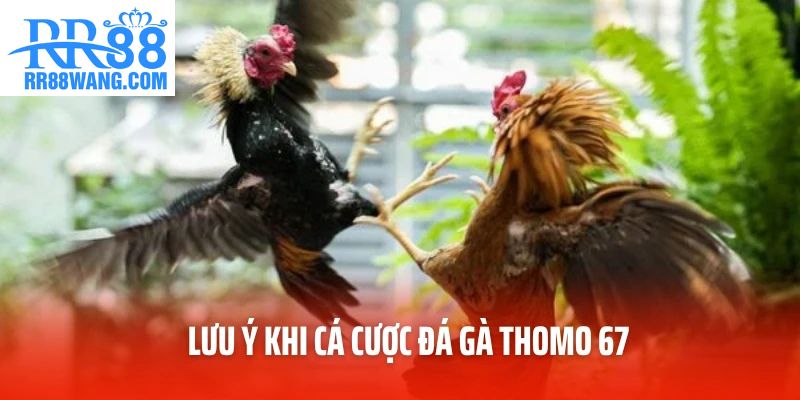 Lưu ý khi cá cược đá gà Thomo 67