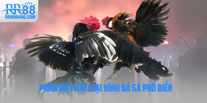 Phân biệt hai loại hình đá gà phổ biến