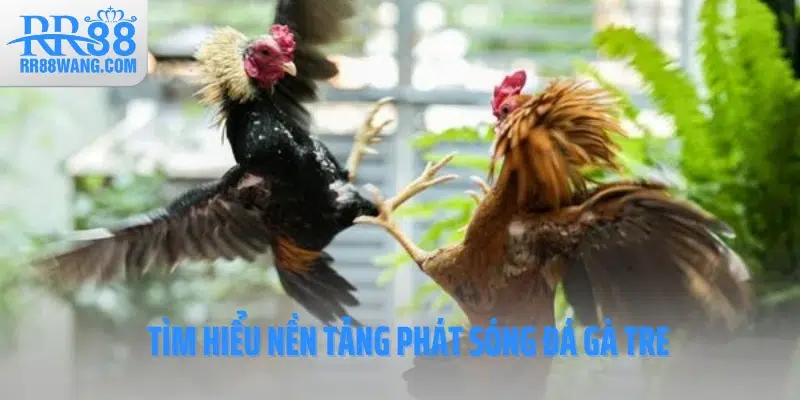 Tìm hiểu nền tảng phát sóng đá gà tre RR88